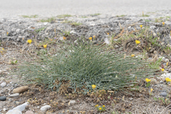 Dianthus crinitus