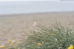 Dianthus crinitus