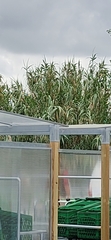 Arundo donax