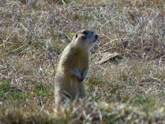 Spermophilus