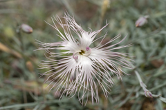 Dianthus crinitus