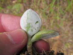 Crassula arborescens