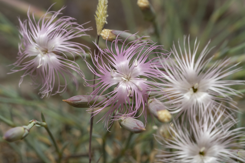 Image of Long-Haired Pink (Dianthus crinitus) by (c) Eleftherios Katsillis, some rights reserved (CC BY)