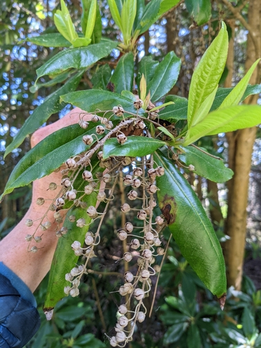 Lily of the Valley Tree