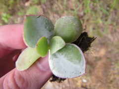 Crassula arborescens