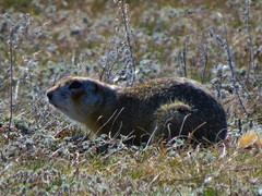 Spermophilus