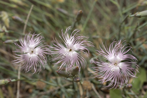 Image of Dianthus crinitus by (c) Eleftherios Katsillis, some rights reserved (CC BY)