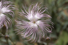 Dianthus crinitus