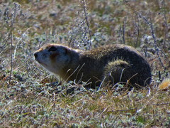 Spermophilus