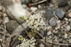 Pimpinella cretica