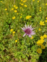 Tragopogon eriospermus