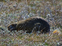 Spermophilus