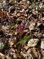 Lathyrus vernus