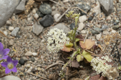 Pimpinella cretica