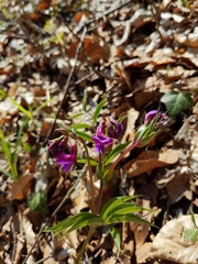 Lathyrus vernus