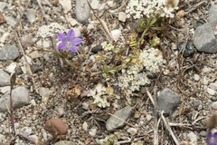 Pimpinella cretica
