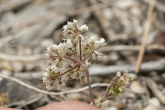 Pimpinella cretica