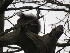 Sciurus vulgaris