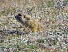 Spermophilus