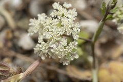 Pimpinella cretica