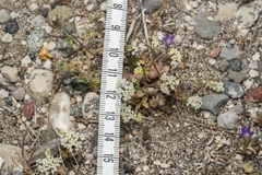 Pimpinella cretica