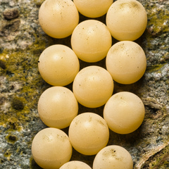 Tessaratoma papillosa