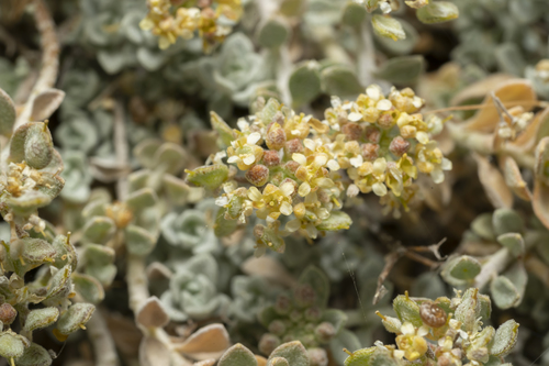 Image of Odontarrhena sibirica by (c) Eleftherios Katsillis, some rights reserved (CC BY)
