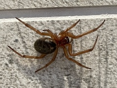 Steatoda nobilis