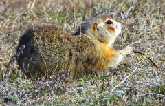 Spermophilus