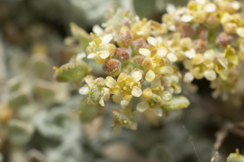 Image of Odontarrhena sibirica by (c) Eleftherios Katsillis, some rights reserved (CC BY)