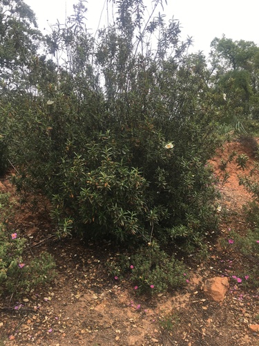 Gum Rock-rose