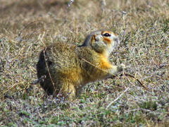 Spermophilus