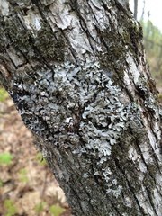 Phaeophyscia hispidula