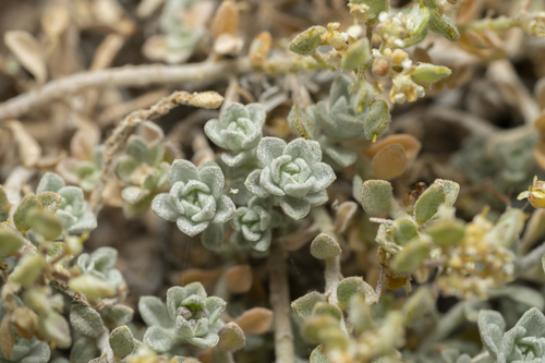 Image of Odontarrhena sibirica by (c) Eleftherios Katsillis, some rights reserved (CC BY)