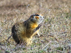 Spermophilus