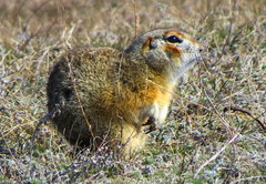 Spermophilus