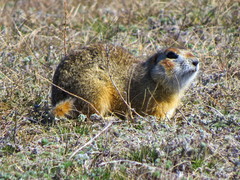 Spermophilus