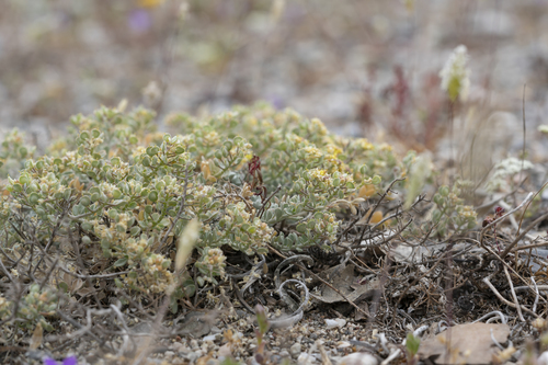 Image of Odontarrhena sibirica by (c) Eleftherios Katsillis, some rights reserved (CC BY)