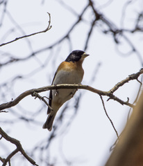 Fringilla montifringilla