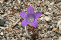 Campanula rhodensis