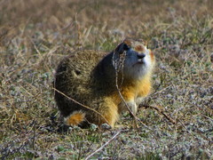 Spermophilus