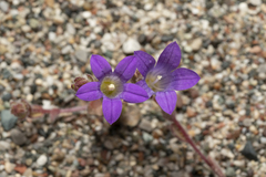 Campanula rhodensis