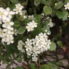 Pyracantha fortuneana