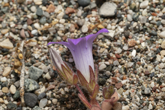 Campanula rhodensis
