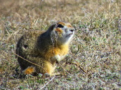 Spermophilus