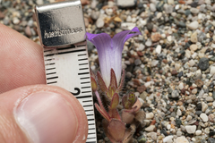 Campanula rhodensis