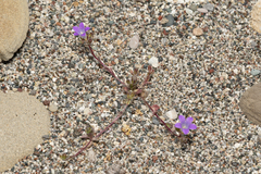 Campanula rhodensis