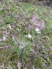 Pulsatilla vulgaris