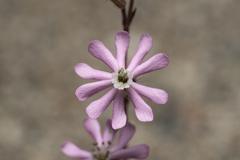 Silene pompeiopolitana