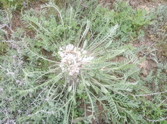 Astragalus dolichophyllus